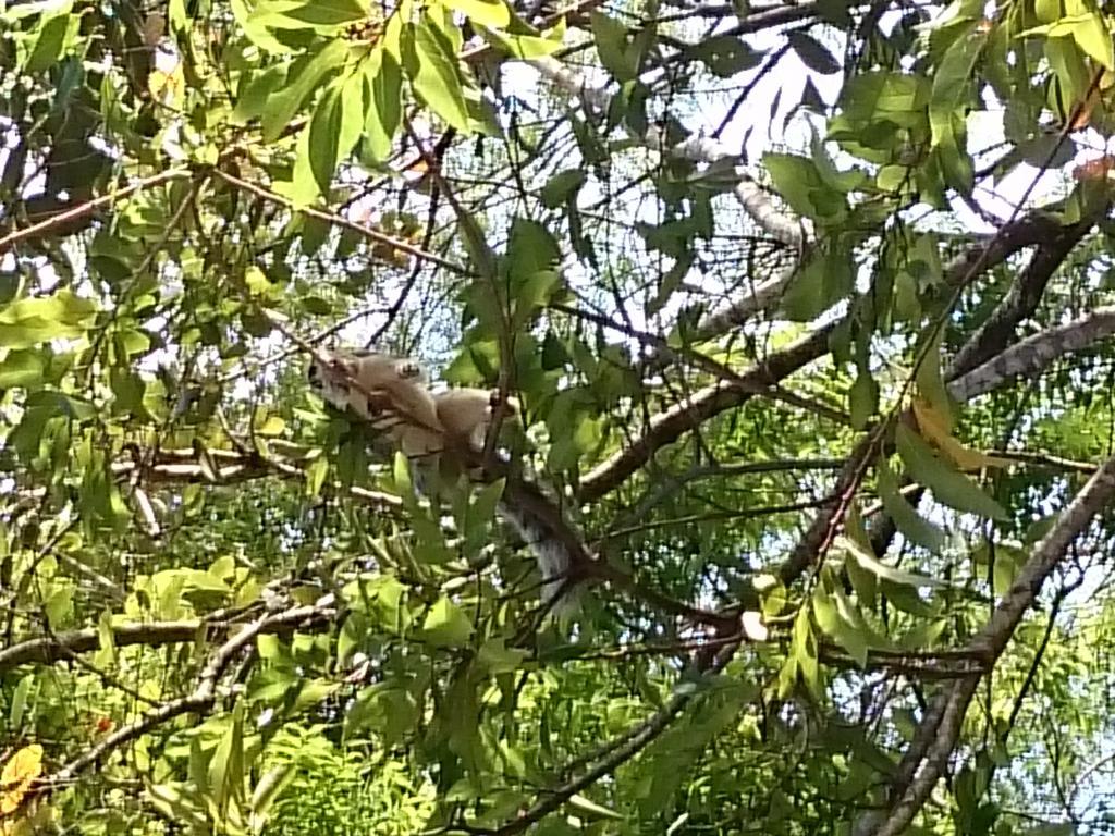 Isanka Lion Lodge Sigiriya Luaran gambar